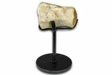 Fossil Mosasaur Vertebra w/ Metal Stand - Texas #377881-1